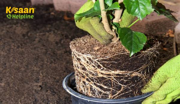 अच्छी उपज प्राप्त करने के लिए सफल प्रत्यारोपण  के लिए टिप्स अच्छी उपज प्राप्त करने के लिए सफल प्रत्यारोपण  के लिए टिप्स